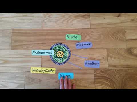 Der innere Aufbau der Wurzel
