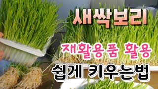 "천기누설" 새싹보리 매일 먹으면 놀라운 변화, 초간단 새싹보리 키우기법