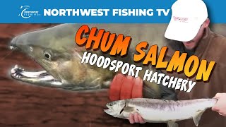 preview picture of video 'Hoodsport Chum Salmon'