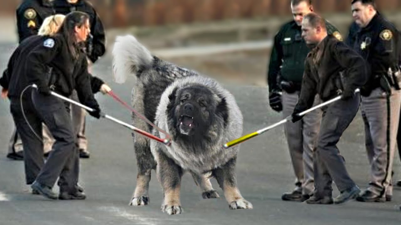 These 10 Dogs Are The Most Dangerous