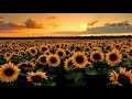 Sunflowers ~ Relax Music