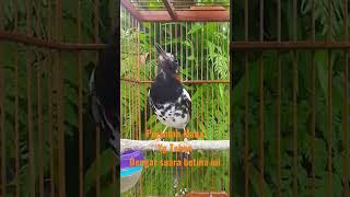 Download lagu Anis kembang jantan mana tahan dengar suara ngecis nratak betina ini #aniskembangngeplong #kicau mp3