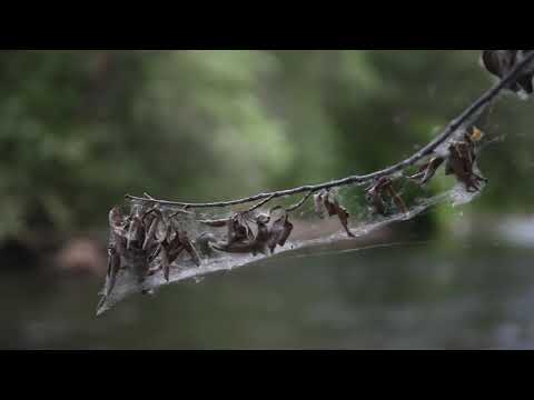 Tacky Fly Fishing Flydrophobic Fly Box