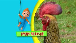 Download lagu SI OTAN | THE MELODIOUS BIRDS OF THE ARCHIPELAGO (04/18/23) 2-3 mp3