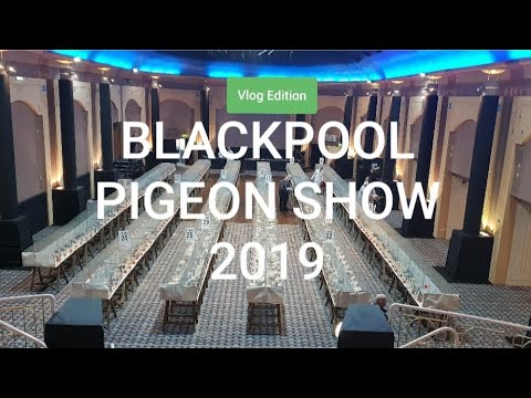 VLOG: BlackPool Pigeon Show 2019 (𝑽𝒍𝒐𝒈 𝑬𝒅𝒊𝒕𝒊𝒐𝒏)