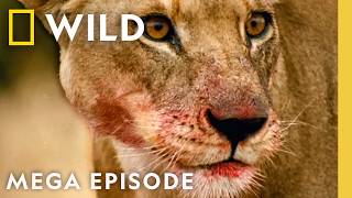 Download lagu Dangerous, Deadly Games | World's Deadliest MEGA Episode | Nat Geo Animals mp3