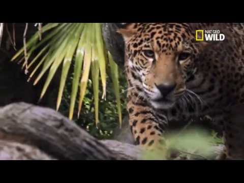 L'incroyable chasse du jaguar