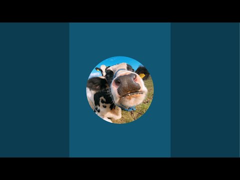 わたぼくちゃんねる がライブ配信中！