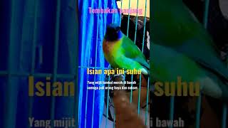 Download lagu masteran burung lomba,, tembakan burung cucak kinoi gacor isian mp3 Download lagu masteran burung lomba,, tembakan burung cucak kinoi gacor isian mp3