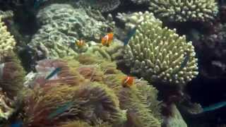 Maldives. Above and under the water.