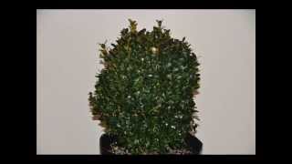 Boxwood Plants for Central NJ Properties Call 215 651 8329  Re Craigslist Add