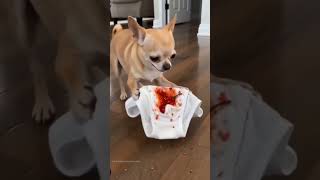 Hot prank on big dog