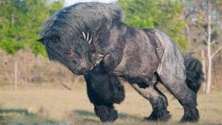 15 Most Powerful Horse Breeds In The World