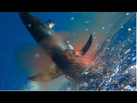 SWORDFISH AND GROUPER CATCH W/ "PODNA" in his NEW BAHAMA 41 w/4 MERCURY 300HP's on the back...