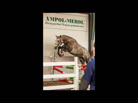 ogier GRANDOS ur  2017 rasa sp (COUPIE x CALVADOS Z)