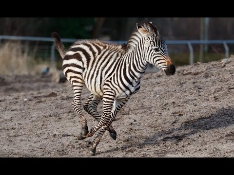 Ung zebrahoppe flytter hjemmefra | Copenhagen Zoo