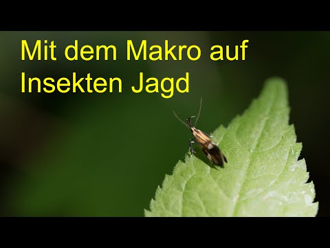 Mit dem Makro auf Insekten-Jagd