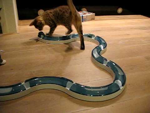 Groot dak Speels Nieuw speelgoed voor de katten