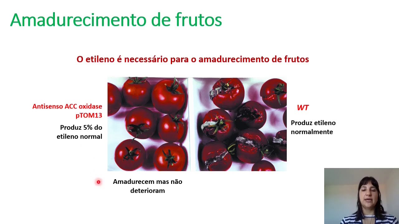 Fisiologia Vegetal - Hormônios Vegetais - Etileno