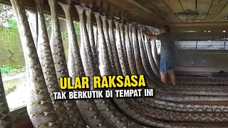 Download lagu Ribuan Ular Piton Raksasa Tak Berkutik Ditempat ini, Malah Jadi Lahan Penghasilan Cuan mp3