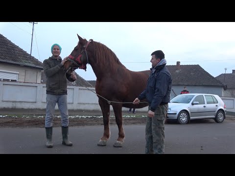 Iapa lui Ghituca de la Mediesu Aurit, Satu Mare - 2020 Nou!!!
