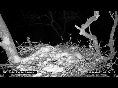 Little Miami Conservancy Bald Eagle Nest Live Camera #1