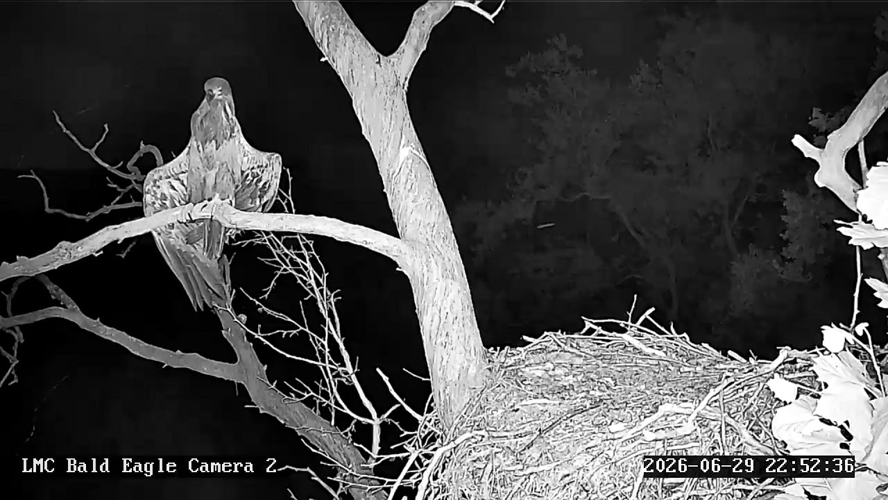 Live webcam view of Nido de Águila Calva del Little Miami