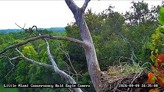 Little Miami Conservancy Bald Eagle Nest Live Camera #1 live webcam