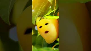 Download lagu mango dance mp3