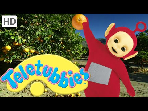 Teletubbies: Orange Picking - Full Episode