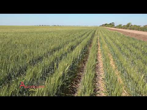 Cultivo de Trigo y Girasol - Ing. Agr. Luis Silva - Charata Provincia del Chaco.