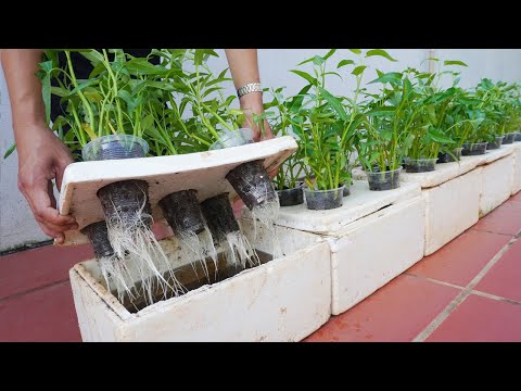 How to grow water spinach quickly without watering anyone can do it
