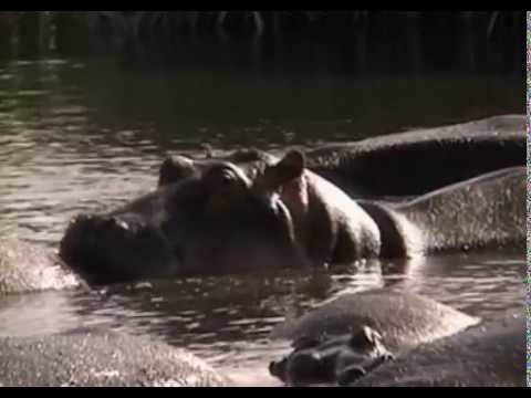 A 10 legbüdösebb állat