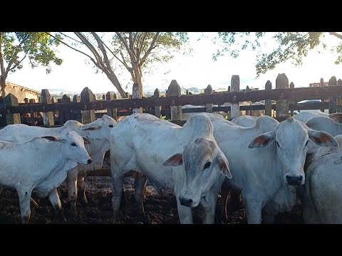 FEIRA DE GADO DE CAMPO GRANDE-AL, SÓ ANIMAIS DE LUXO #nordeste 
