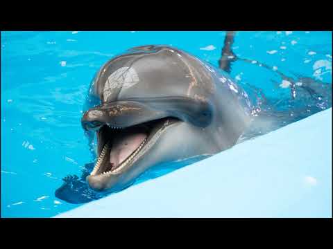 5 փաստ դելֆինների մասին