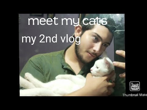meet my cats well come to my 2nd vlog... hussain worlds🙅‍♂️