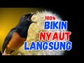100 Pancingan DAHSYAT Murai Batu GACOR AMPUUH Menjadikan Murai Batu Cepat Gacor NYAUT Bunyi