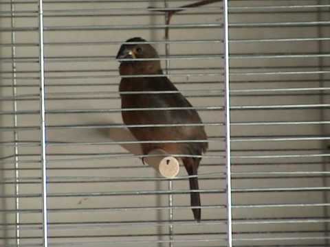 Bicudo, twatwa jongman, sipa