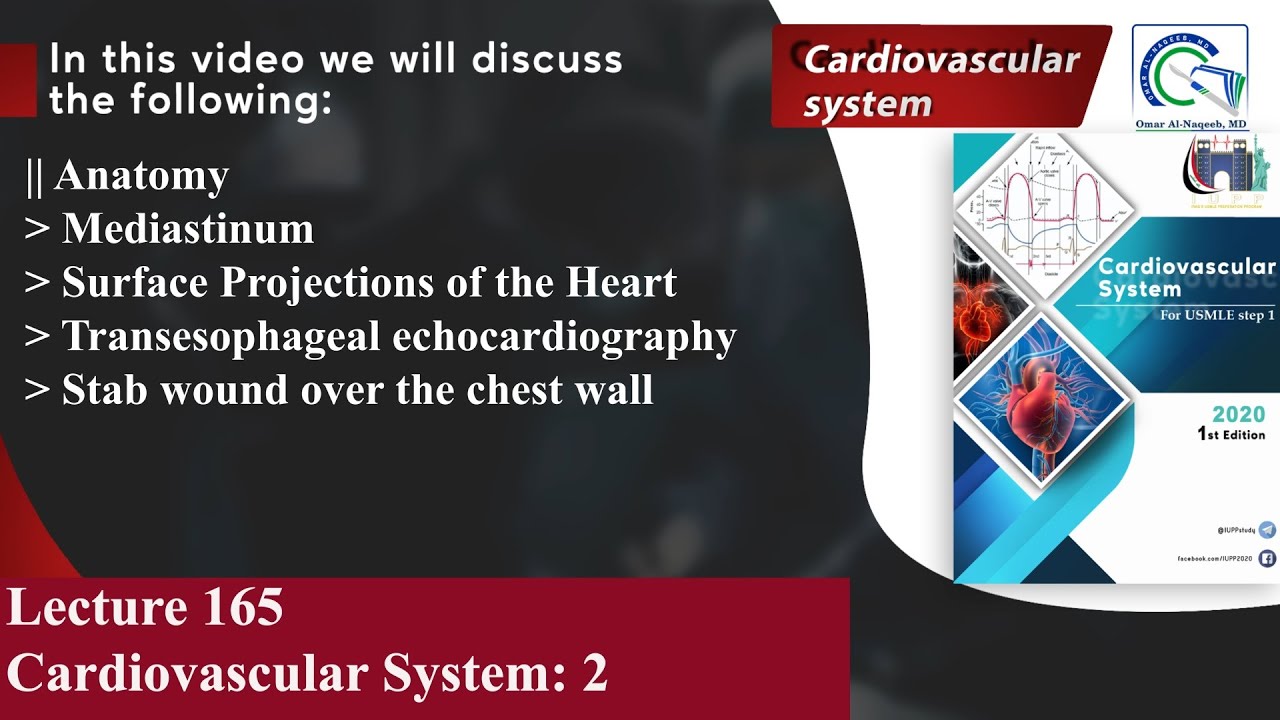 Mediastinum | Surface Projections of the Heart | Transesophageal echocardiography