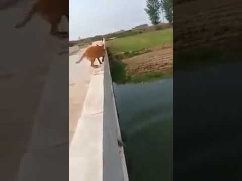 A dog help a man .fall in river