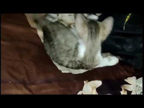 two cats fights.