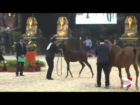 N 2 HDONNA VERONICA AF   Gran Prix 2015   Futurity Females Class A