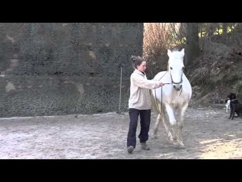 Seitengänge im Schritt, Trab und Galopp - Akademische Reitkunst nach Bent Branderup