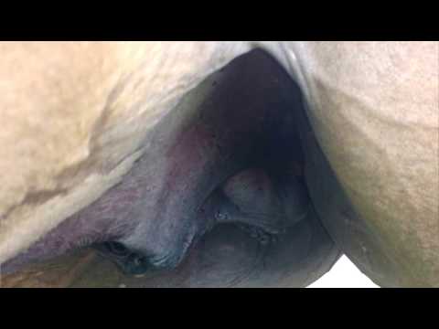 download lagu mp3 mp4 Roncolho, download lagu Roncolho gratis, unduh video klip Roncolho