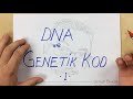 8. Sınıf  Fen ve Teknoloji Dersi  DNA ve Genetik Kod PDF dosyasını linkten indirmeyi unutmayın... Videoyu PDF dosyanızla birlikte izleyin. PDF yi bu bağlantıdan indirebilirsiniz: ... konu anlatım videosunu izle