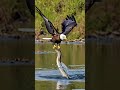The Eagle Trying To Catch The Snake In The Water Eagle Snake Shorts Viralvideo Animals