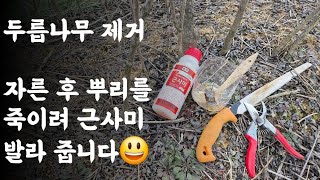 두릅나무 제거