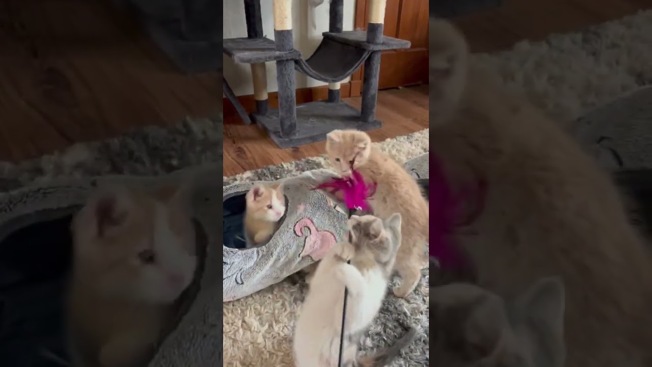 Enlarge Rosalita, an adopted mixed breed in Greensburg, PA video 5/5