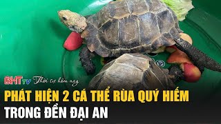 Thời sự trưa nay 29/10: Phát hiện 2 cá thể rùa quý hiếm trong đền Đại An