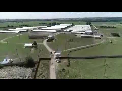 ферма 12000 голов